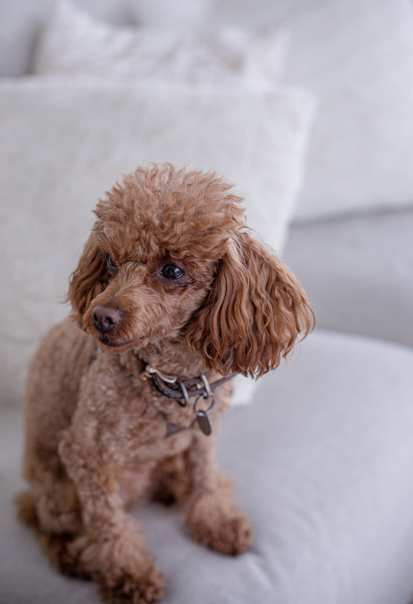 Pet Care Essentials